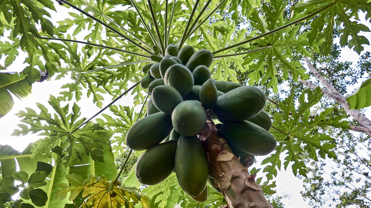 Green papaya fruits high up in a papaya tree, viewed from below