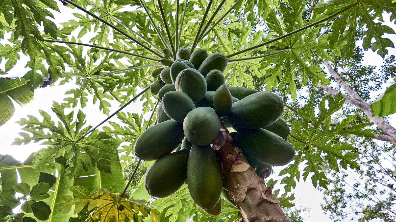 How to grow papaya: expert tips to grow the tropical fruits | Homes and  Gardens