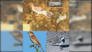 The ancient painting (whose facsimile is shown here) likely depicts the red-backed shrike (g) and the white wagtail (h). You can see modern photos of these birds below.