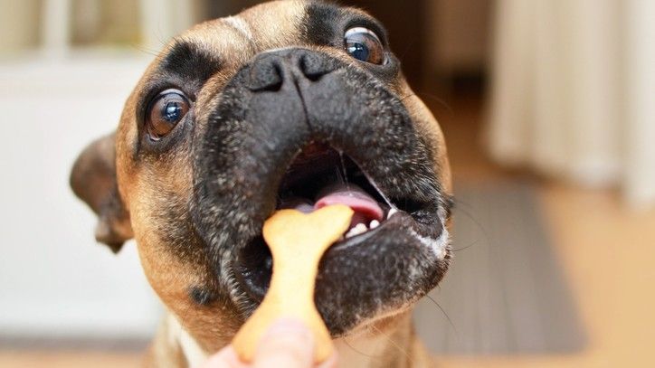 treats for dogs with digestive problems