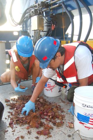 Graduate student Nara Oliveira and Rodrigo Moura of the Federal University of Rio de Janeiro sort through reef animals that were brought up from the newfound Amazon River coral reef.