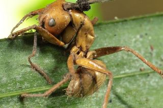 Zombie-ant infected by fungus