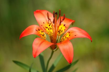 Wood Lily Flower