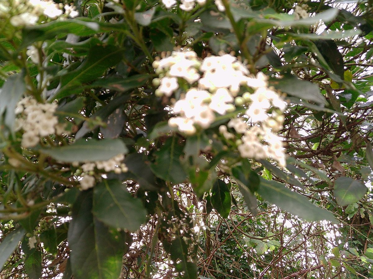 A photo of a bunch of flowers, taken on a Camp Snap Screen-Free digital camera