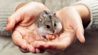 Close up of child&#039;s hands holding hamster