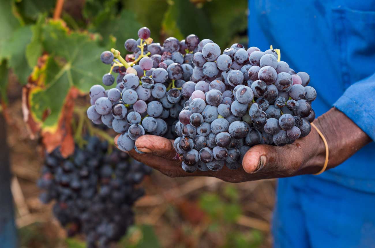South African Grenache