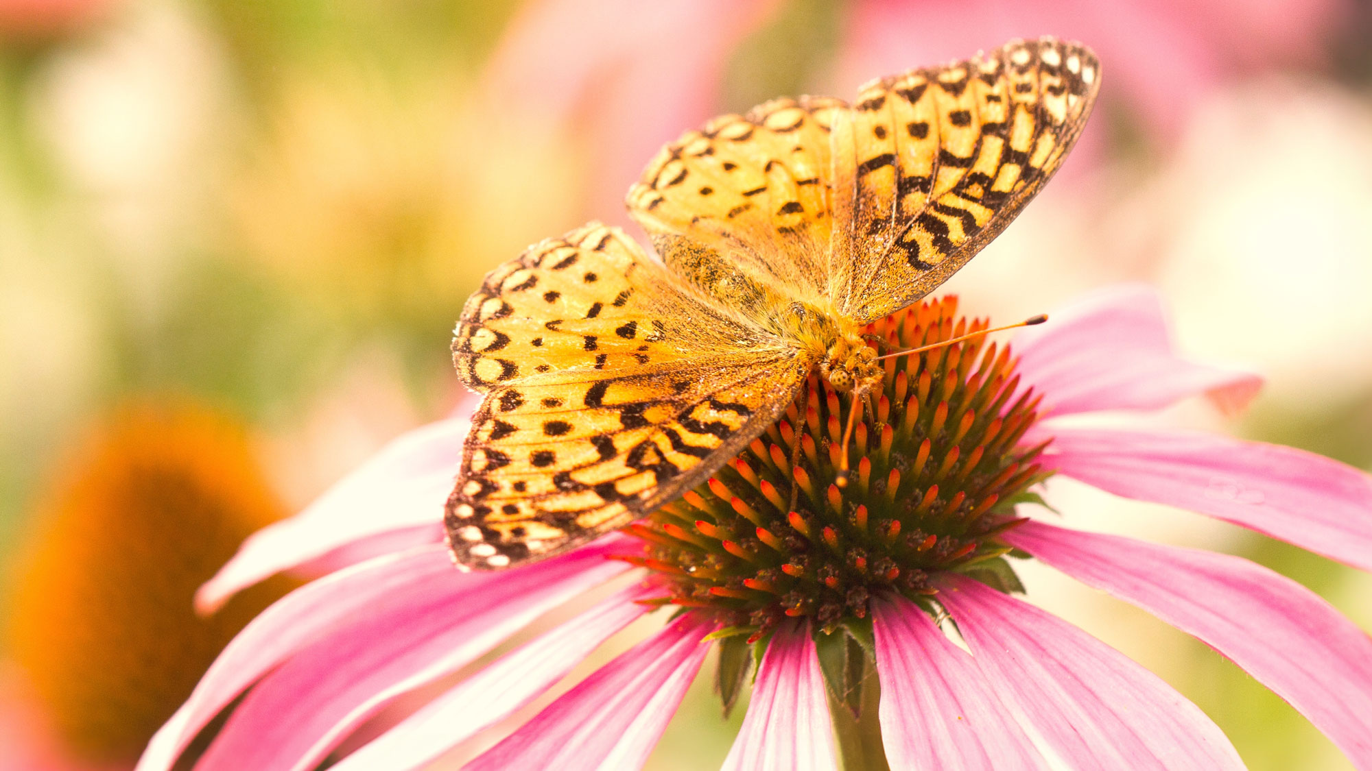 yellow butterfly sitting on wide pink coneflower