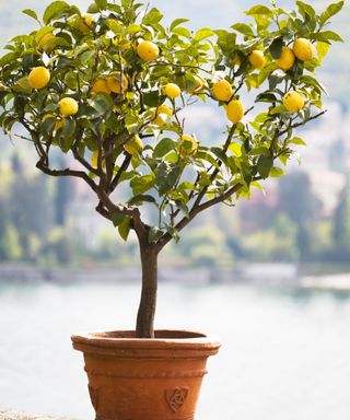 A lemon tree full of fruit growing in a large pot
