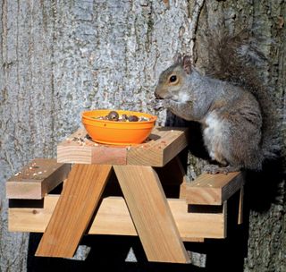 squirrel eating nuts on picnic table