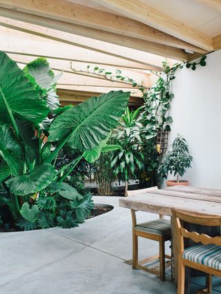 minimalist dining room with giant house plants growing out of the floor