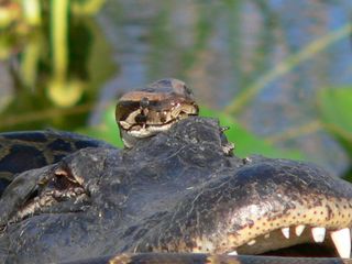 Alligator and python struggle.