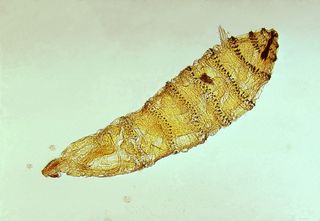 This is the larva of the <em>Cuterebra</em> botfly, a parasitic fly.