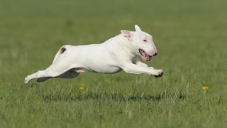 Bull terrier running