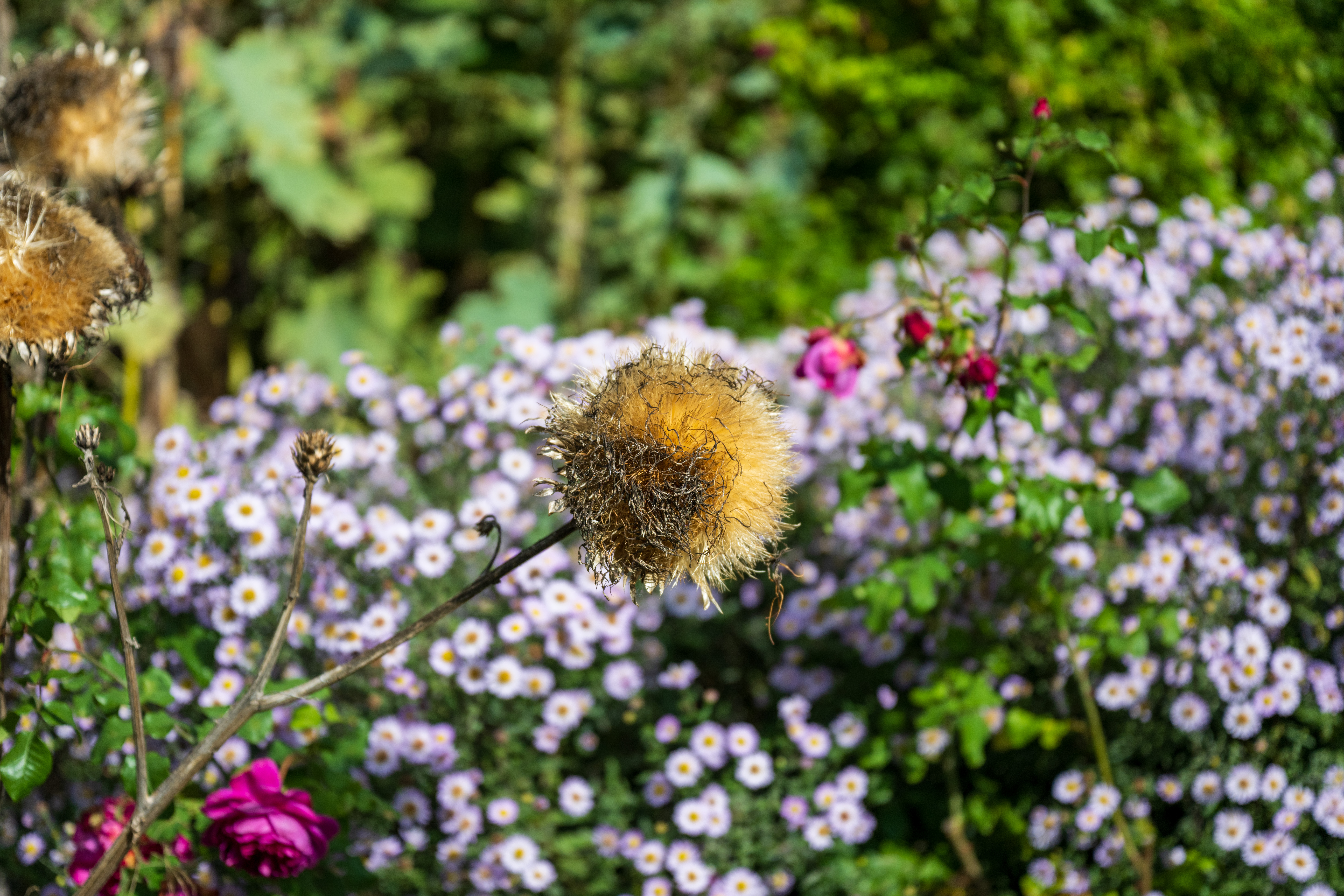 Nikon Z 24‑70mm f/2.8 S II example shot