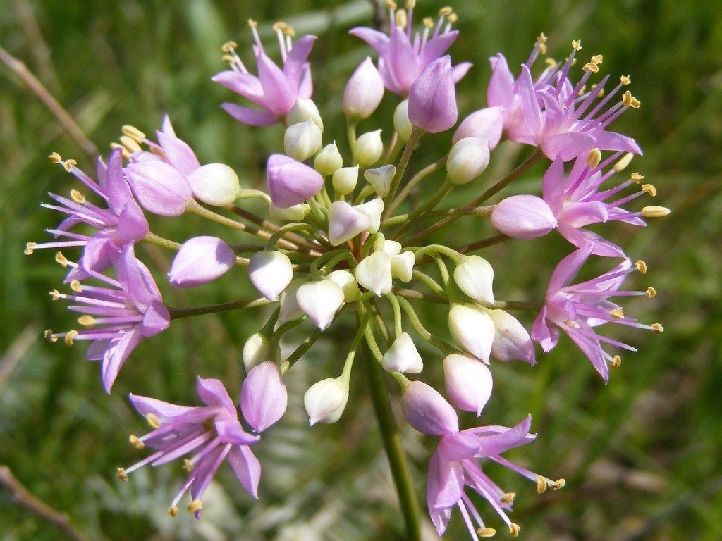 プレーリーオニオンとは: アリウム ステラタムの野生の花に関する情報