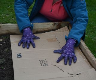 Warming the soil with a flattened cardboard box