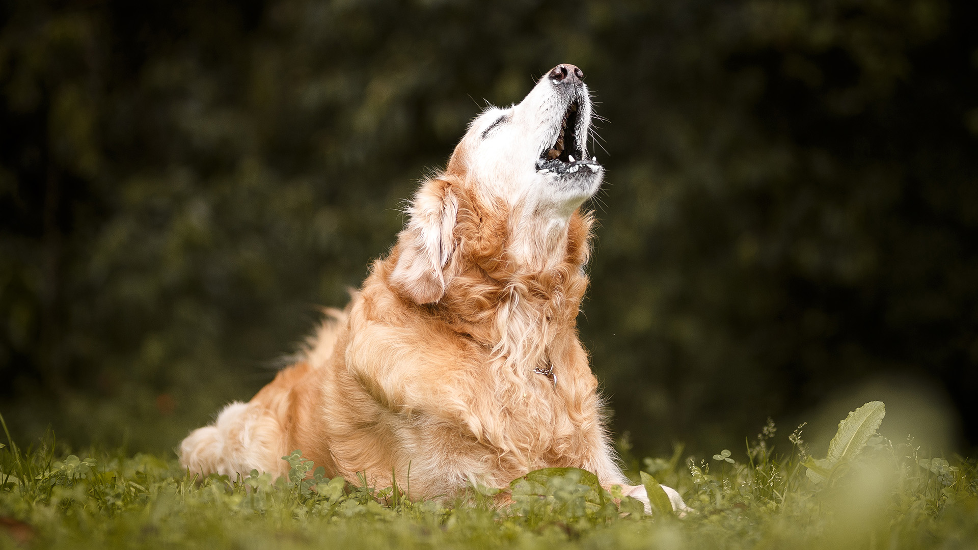 Dog barking loudly