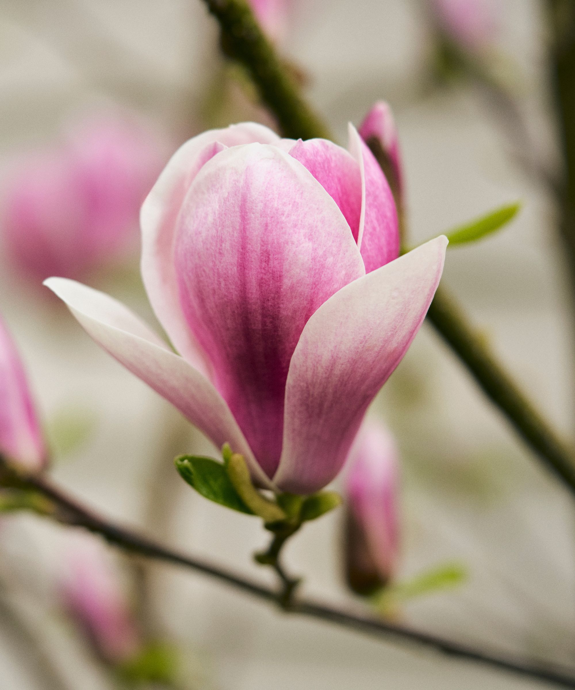 Closeup of pink magnolia flower