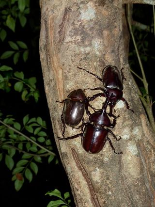 Rhinoceros beetles on tree