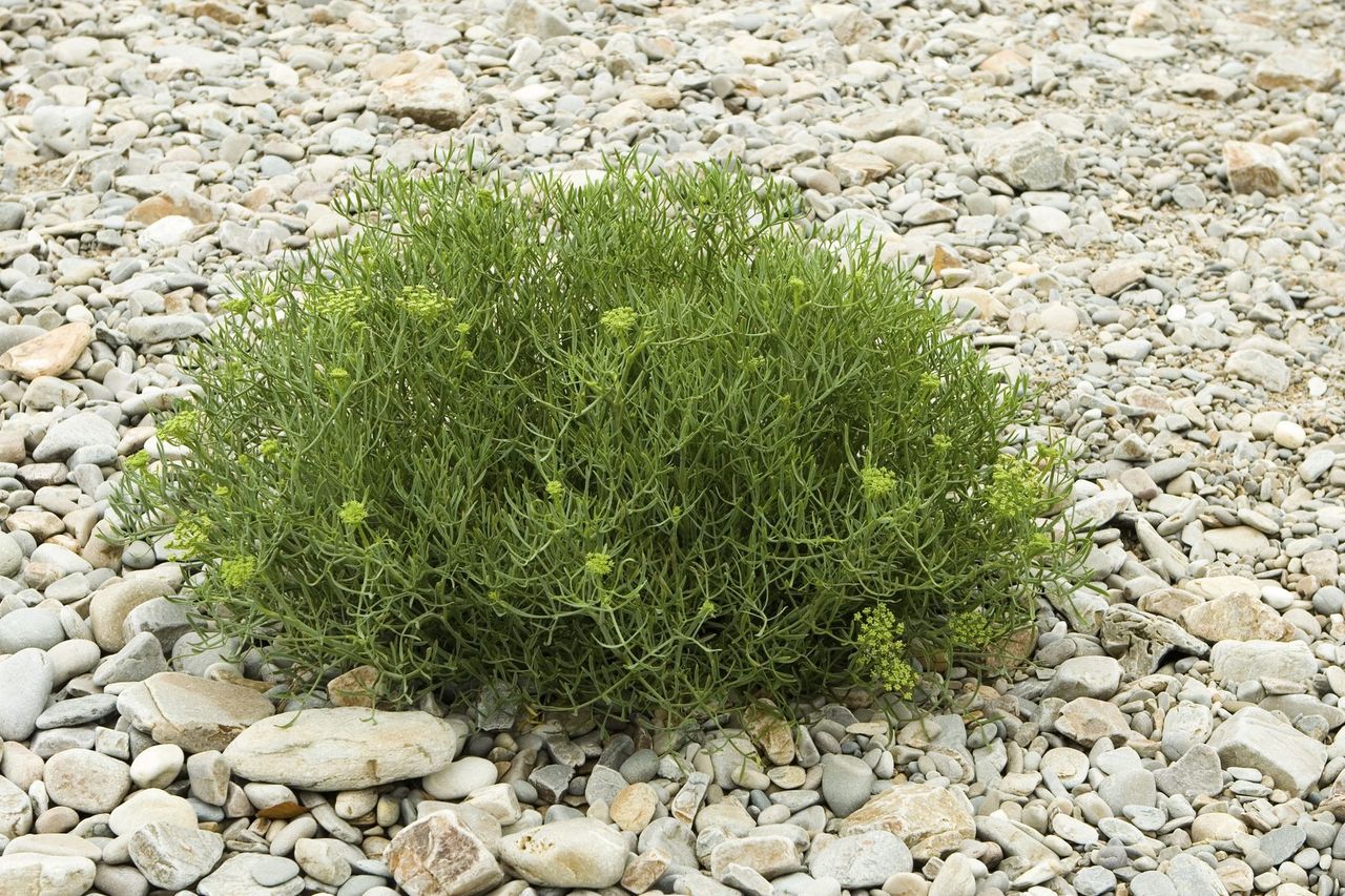 sea fennel