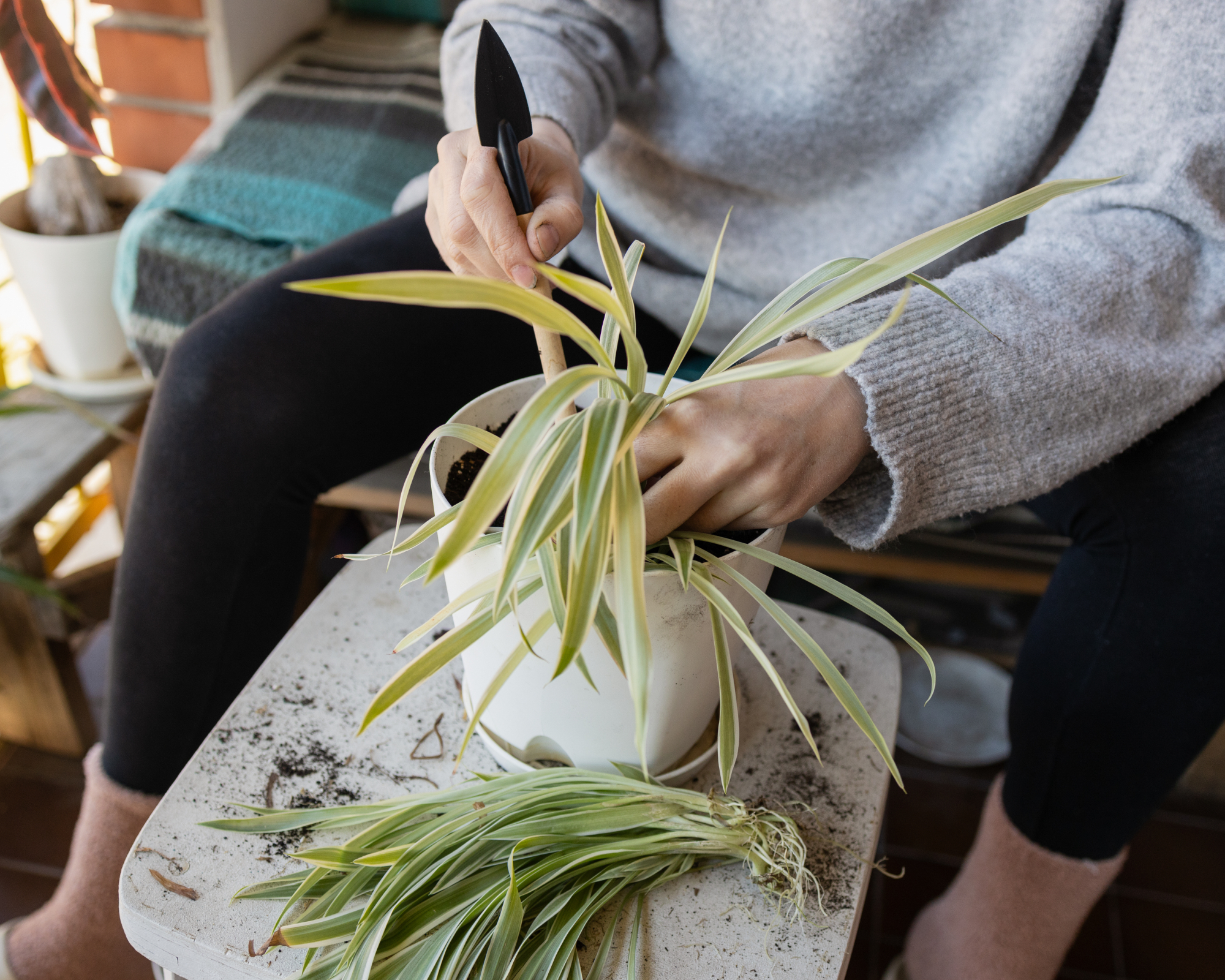 woman dividing a spider plant on a porch