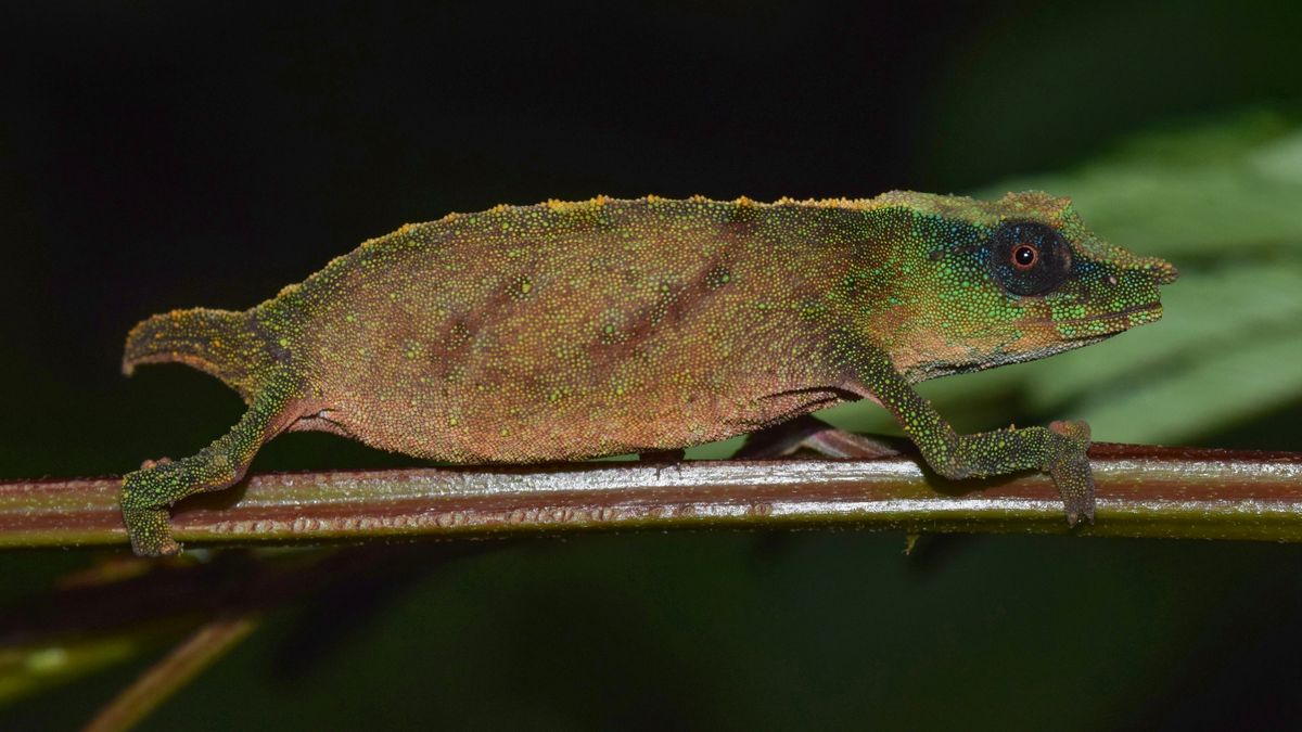 One of world's rarest chameleons, once feared extinct, found in African rainforest