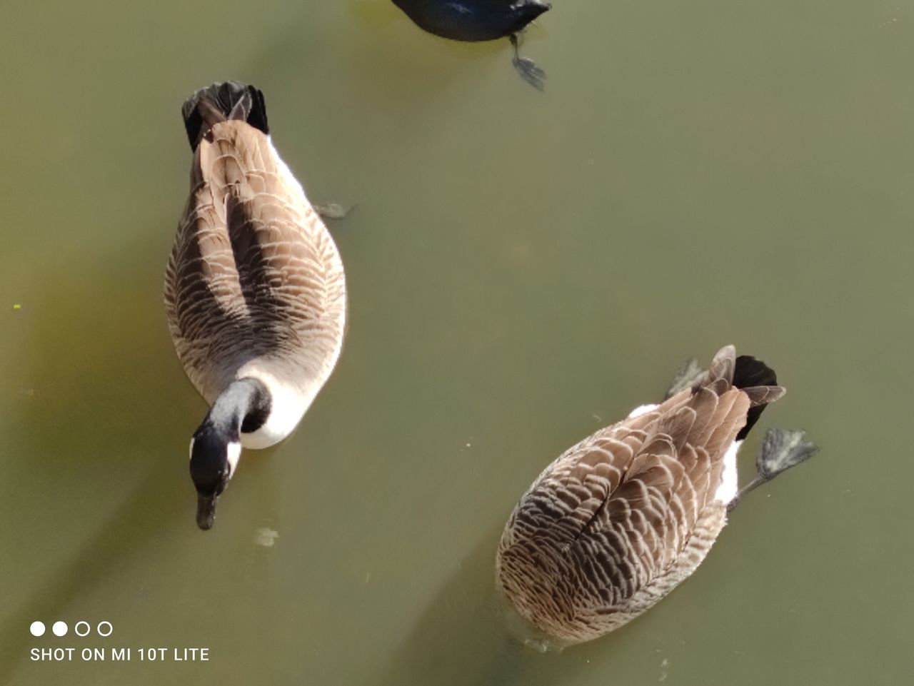 Xiaomi Mi 10T Lite camera sample