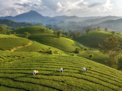 Tea Plantation terrace 