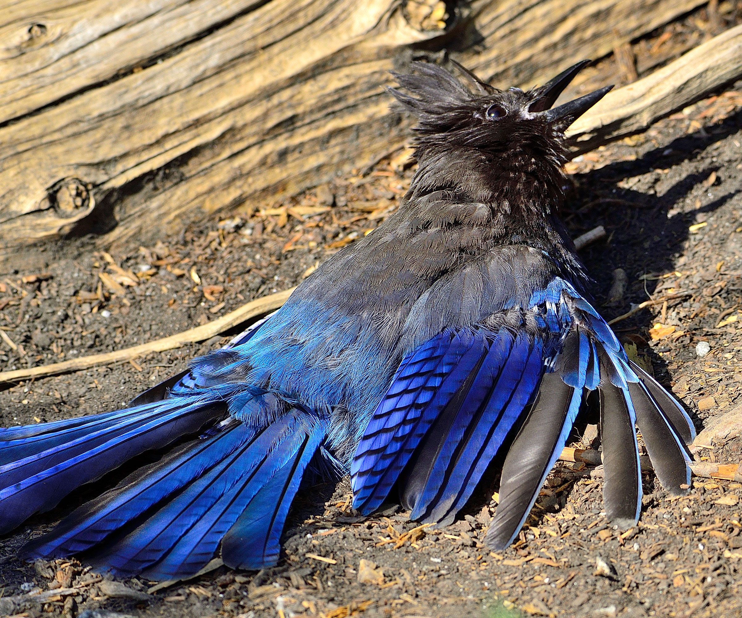 stellar's jay rubbing its wings with ants