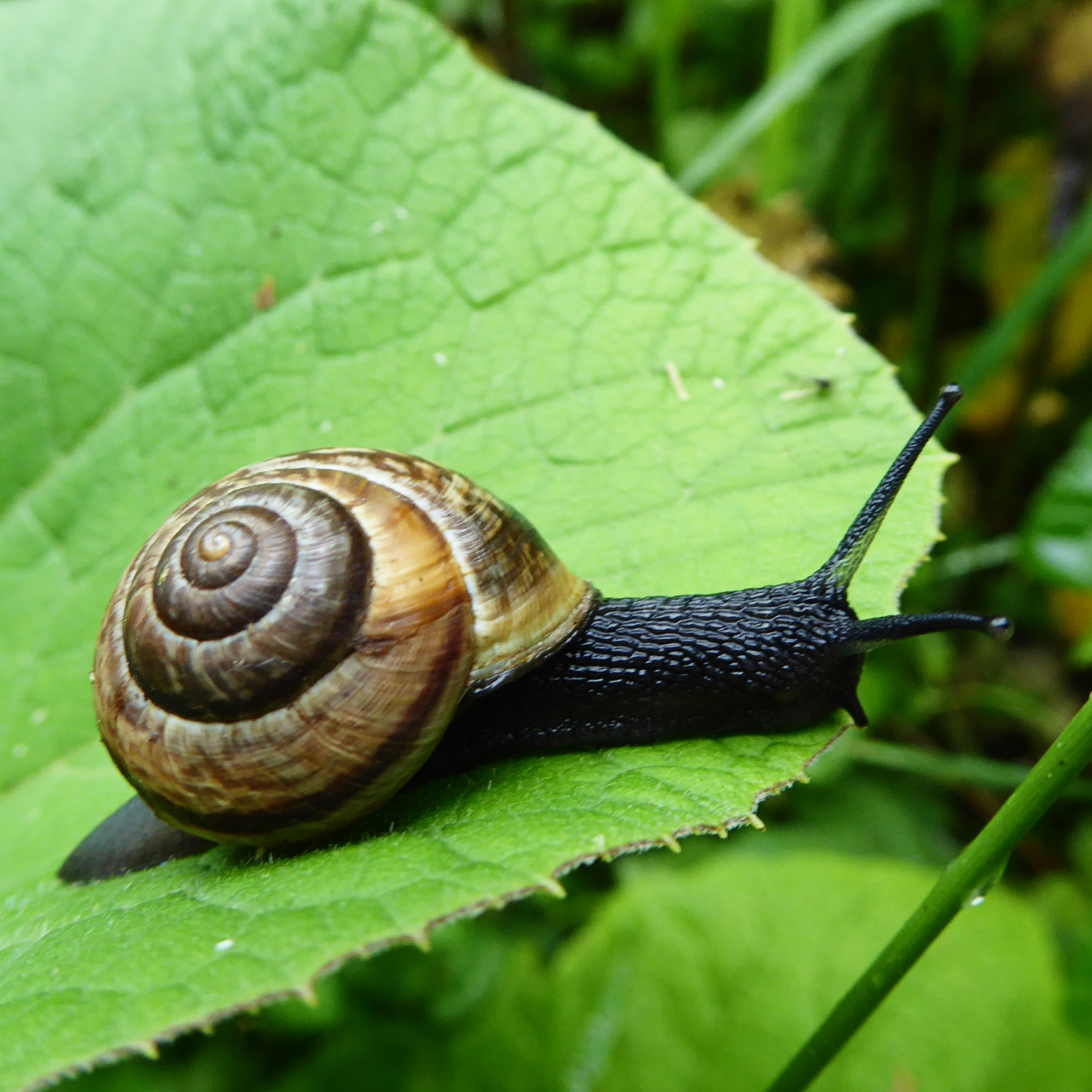 Snail on leaf in garden