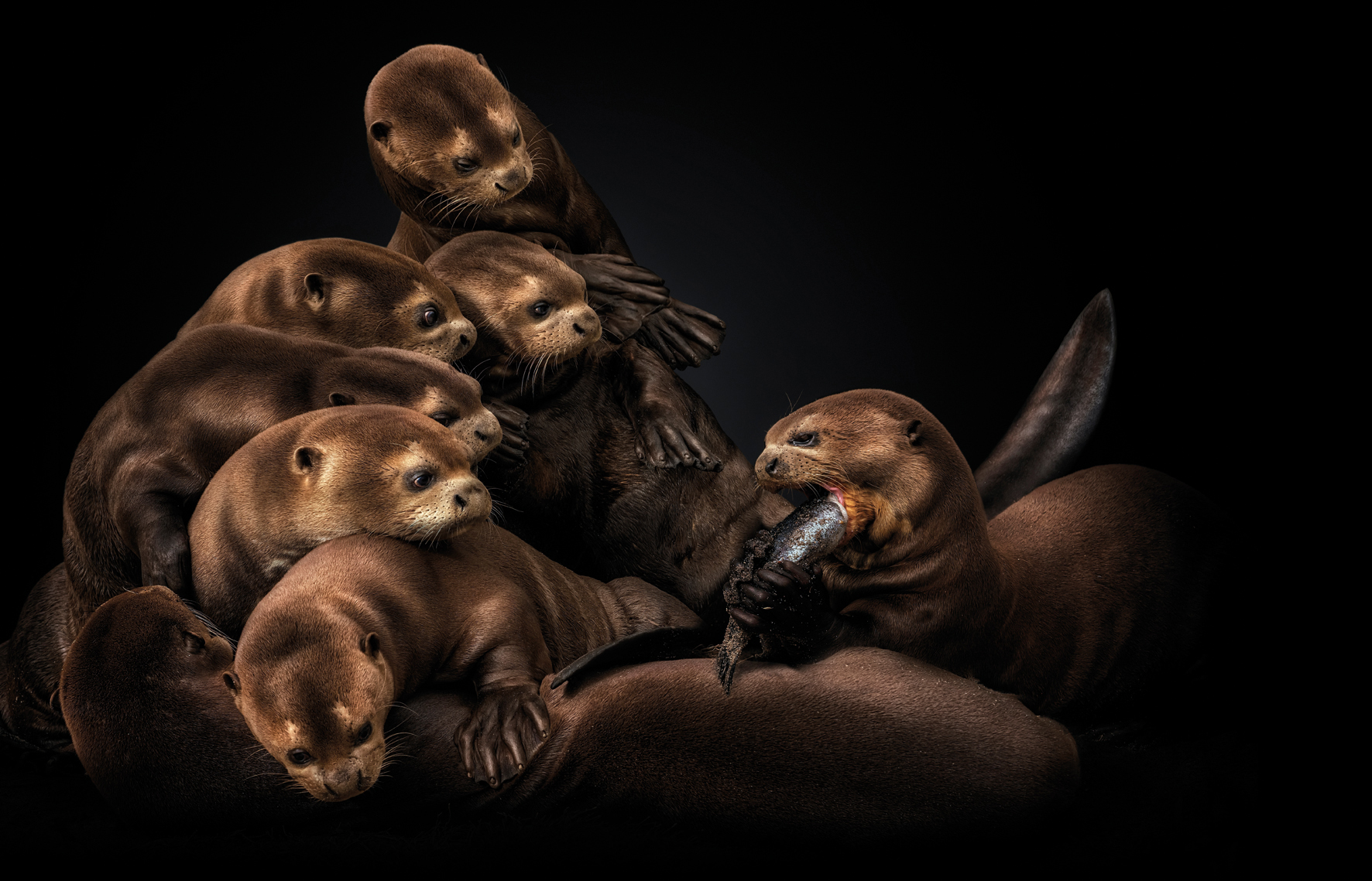 A playful group of eight otters congregates in a pile, with one otter holding and nibbling on a fish against a dark background