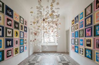 A room with white walls; both side walls have 25 square photo frames with butterfly artwork inside each. Centre of the room is a floral butterfly display from the ceiling.