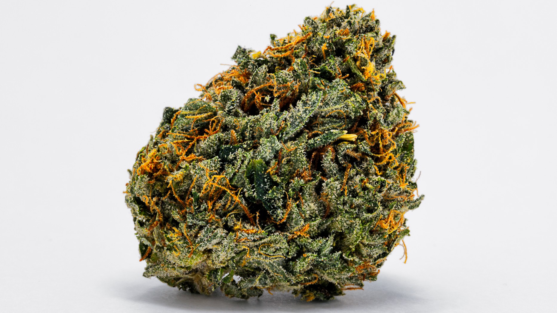 A close-up image of skunk marijuana.