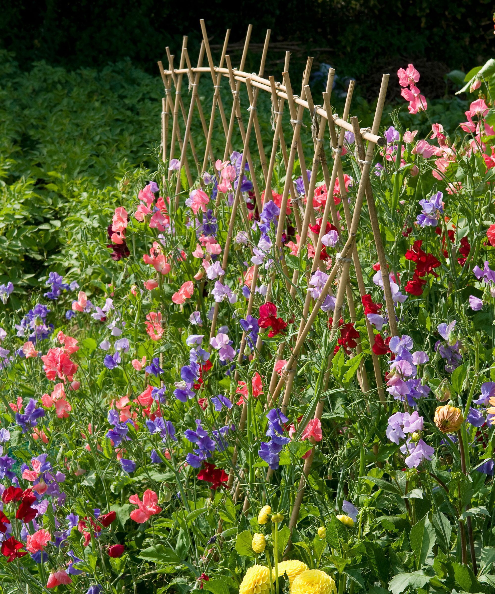 Sweet peas in a country garden growing on a trellis
