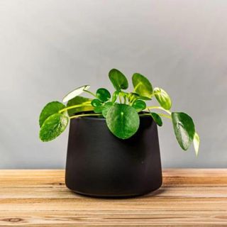 chinese money plant from garden goods direct