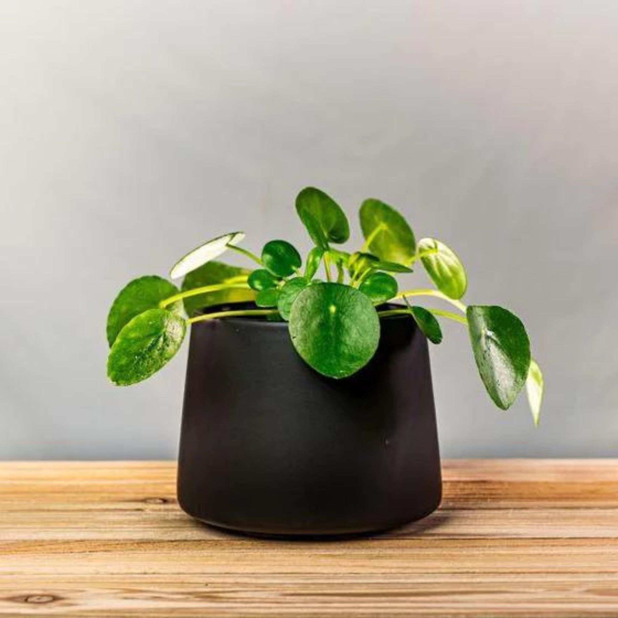 chinese money plant from garden goods direct