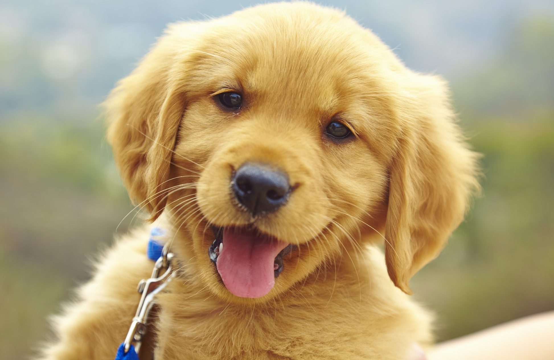 No need to scroll down: we can confirm that the Golden Retriever is indeed on the list below.