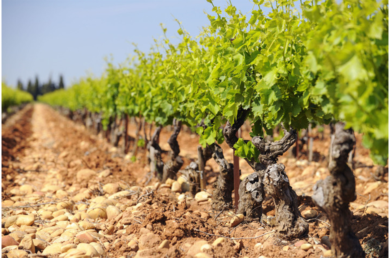 Vines in Lirac AOC, France