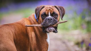 Boxer with stick in mouth