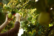 Harvesting Quince Fruit From A Tree