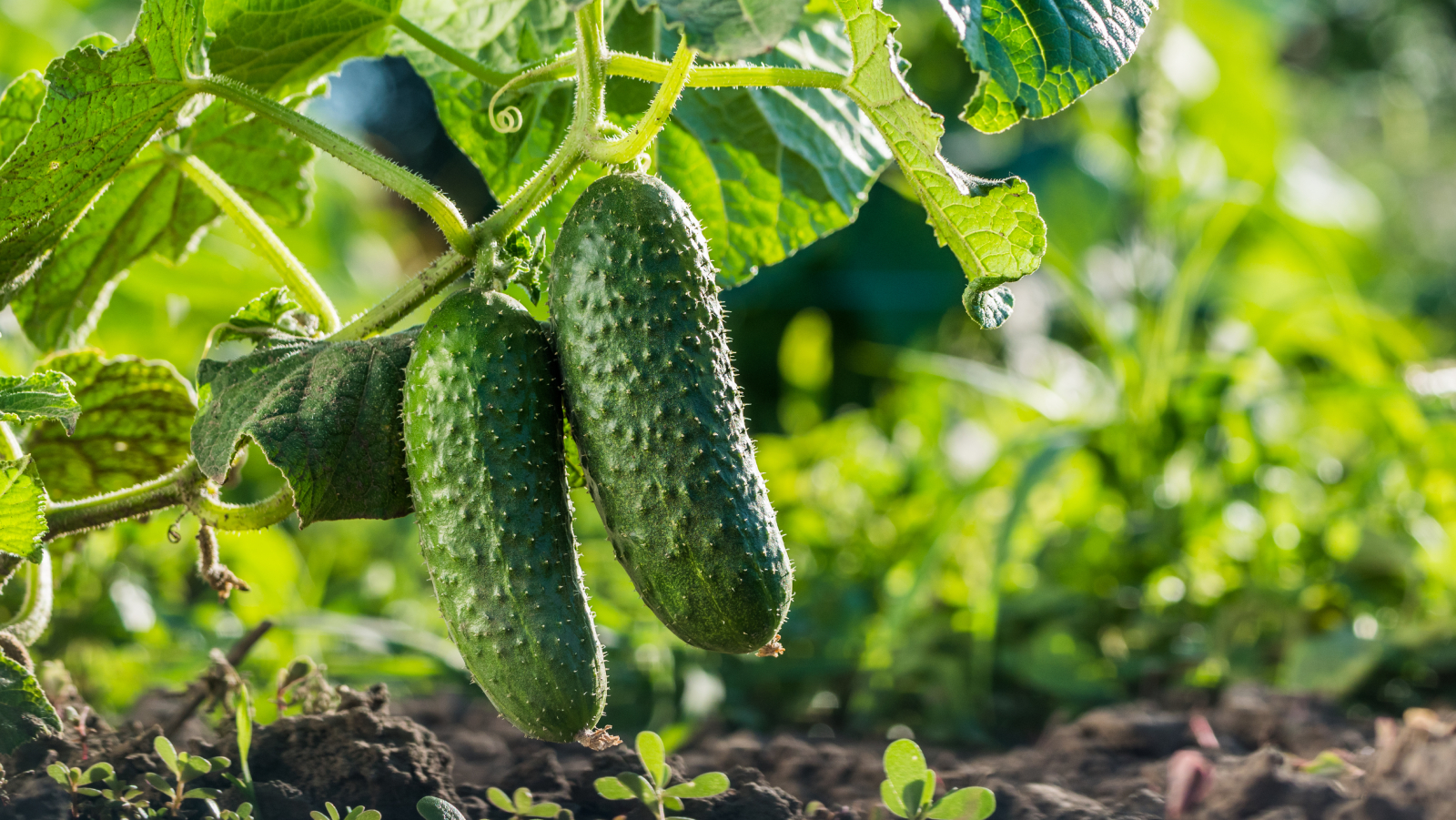 Cucumbers growing in the garden