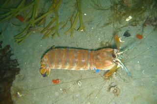 Hemisquilla californiensis California mantis shrimp recorded rumbling 