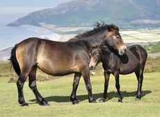 Exmoor ponies