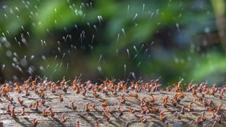 Close Up Photographer of the Year 5