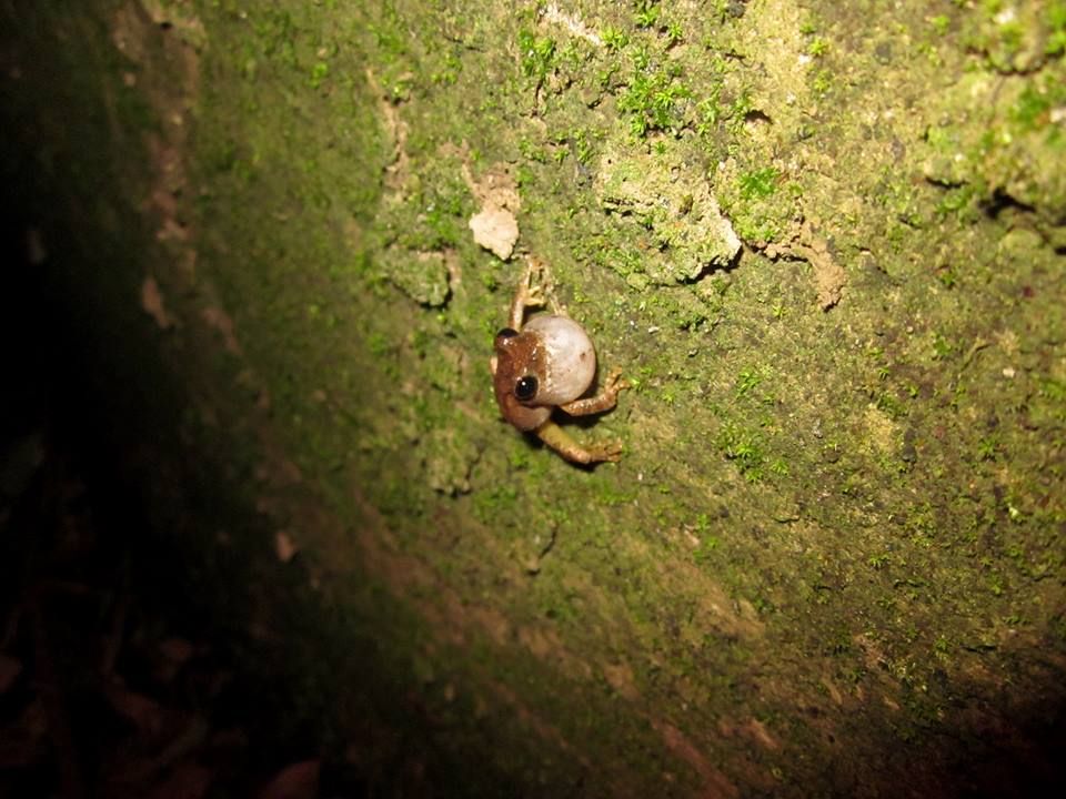 mientien tree frog in drainage ditch