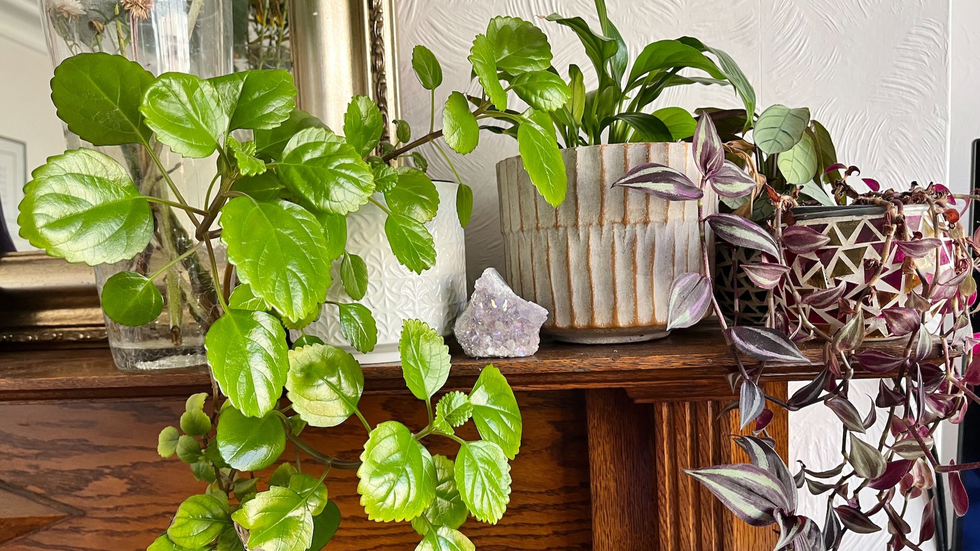 houseplants on a mantlepiece
