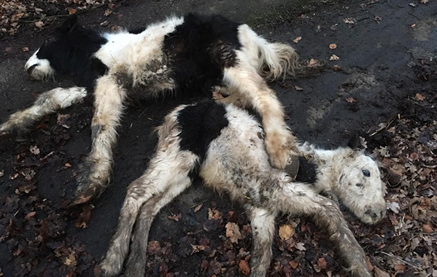 dumped ponies welfare csae