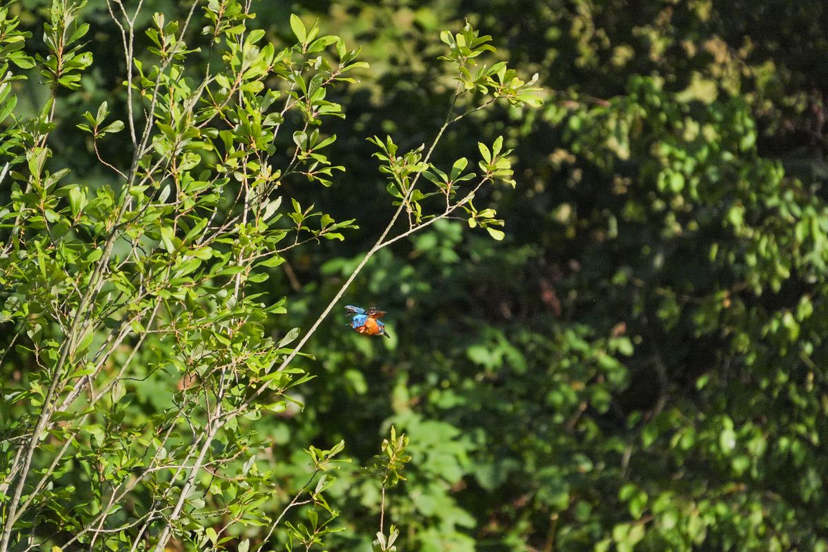 A photo taken on a Sony RX10 V bridge camera