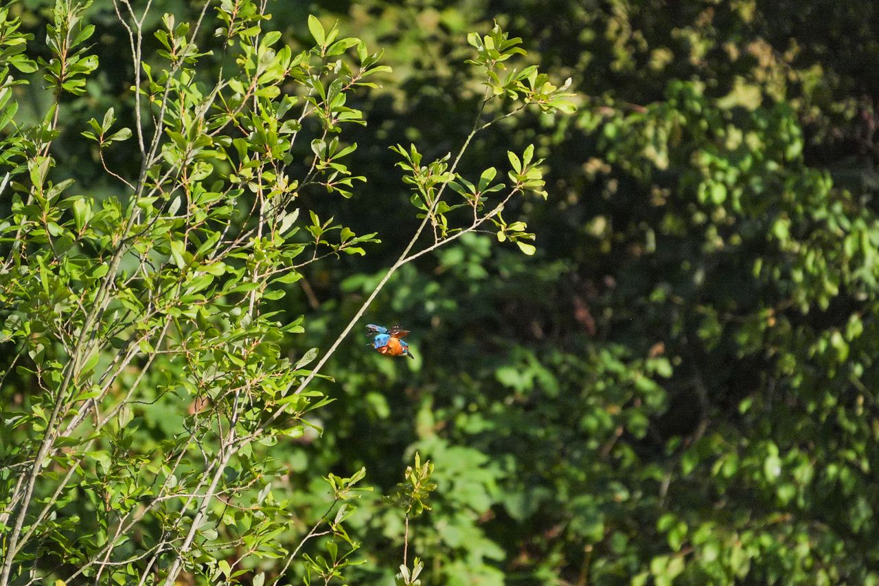 A photo taken on a Sony RX10 V bridge camera
