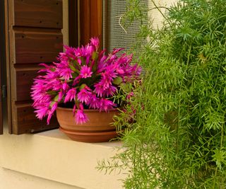 Easter cactus with pink flowers on windowsill outside